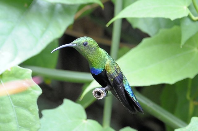 238_colibri_tema libero